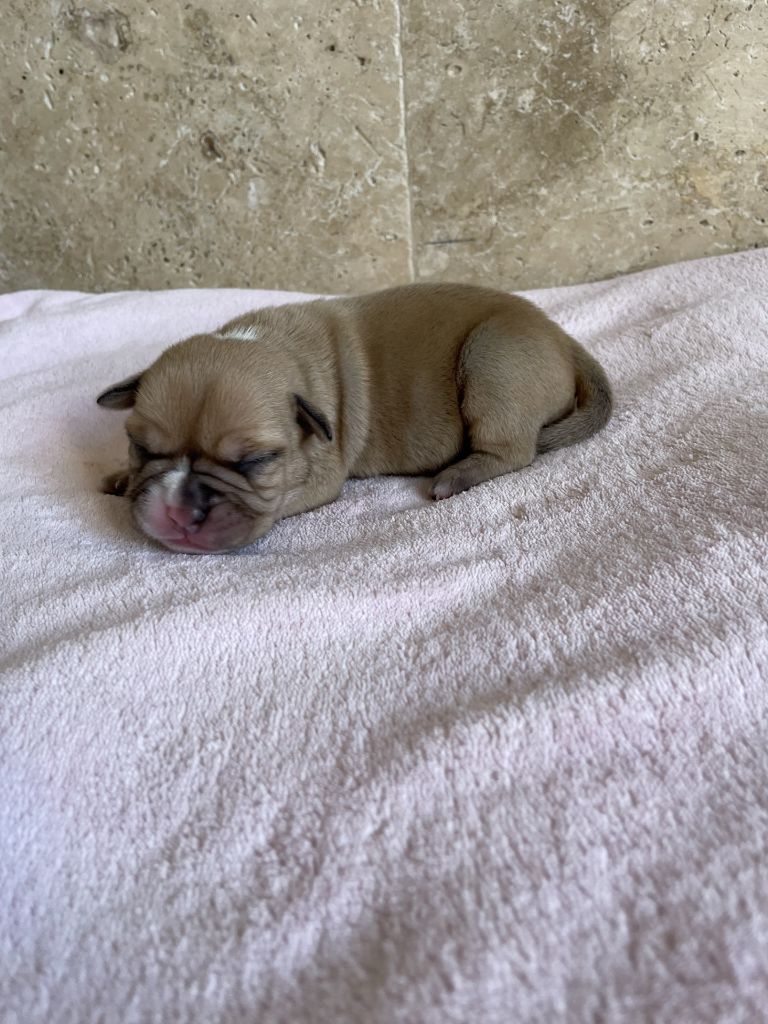 des Belles Gargouilles - Chiot disponible  - Bulldog continental