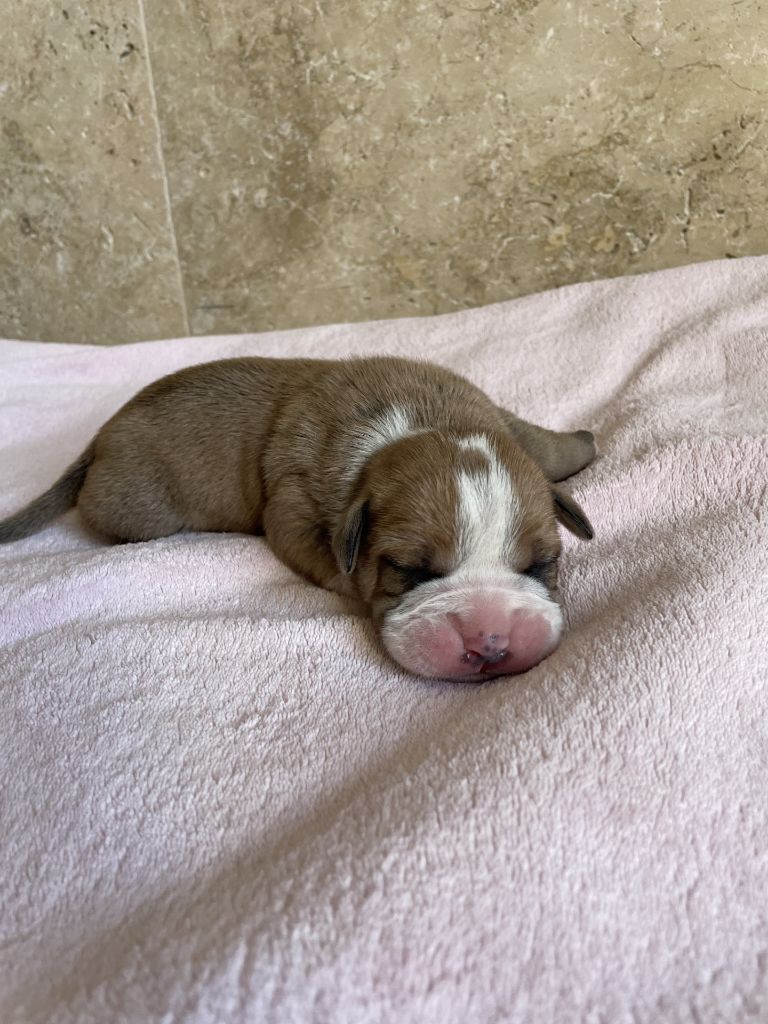 des Belles Gargouilles - Chiot disponible  - Bulldog continental