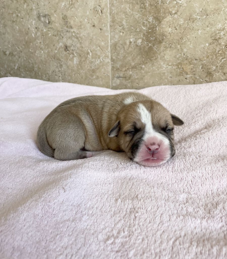 des Belles Gargouilles - Chiot disponible  - Bulldog continental