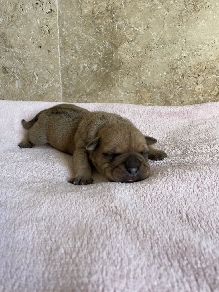 des Belles Gargouilles - Chiot disponible  - Bulldog continental