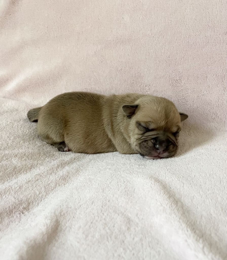 des Belles Gargouilles - Chiot disponible  - Bulldog continental