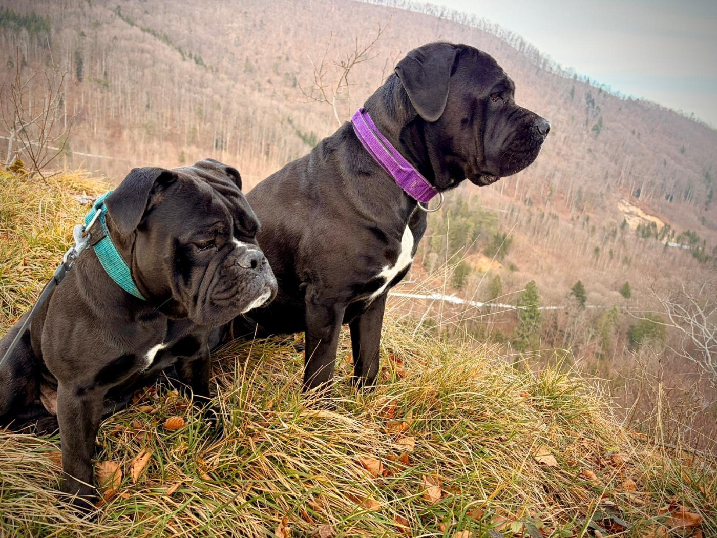 Chiots Shane/Hennessy : 22/11/2024