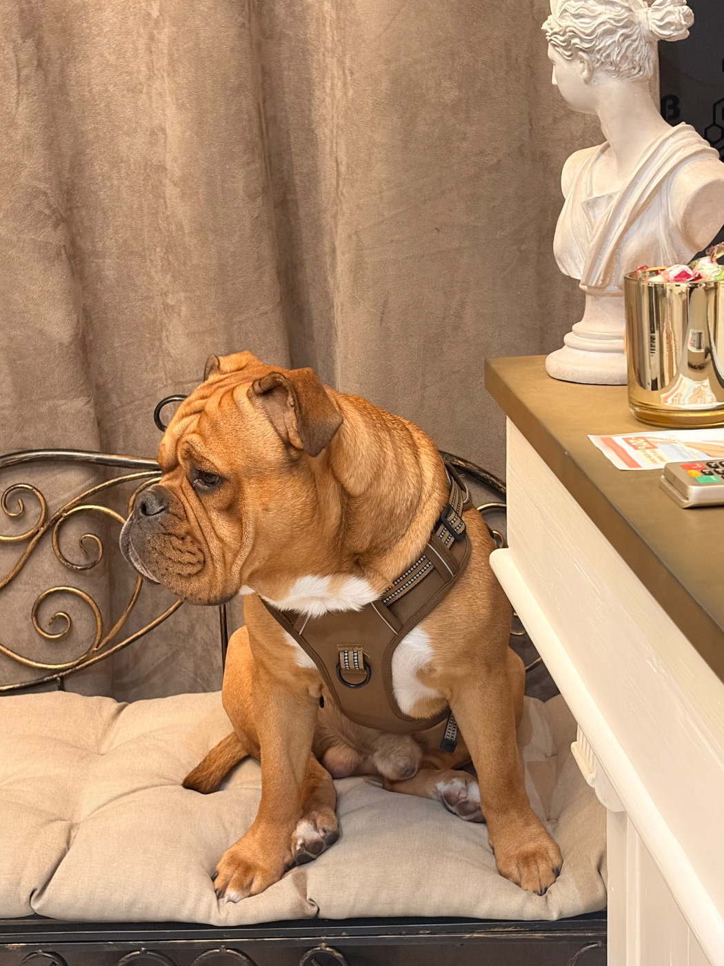 Chiots Giorgia /Saiko 15/11/2024