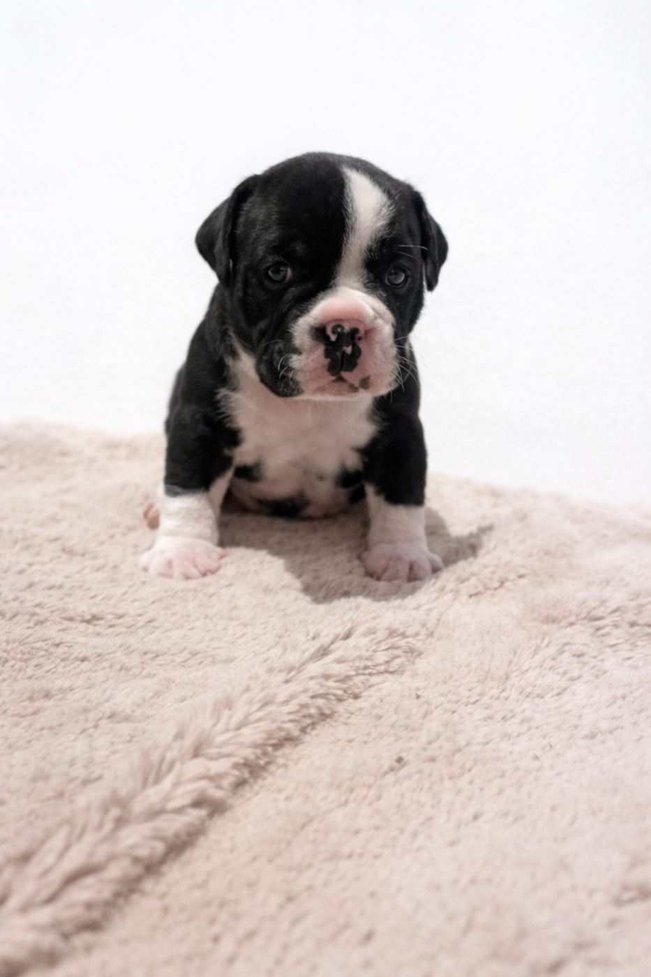 des Belles Gargouilles - Chiots disponibles - Bulldog continental