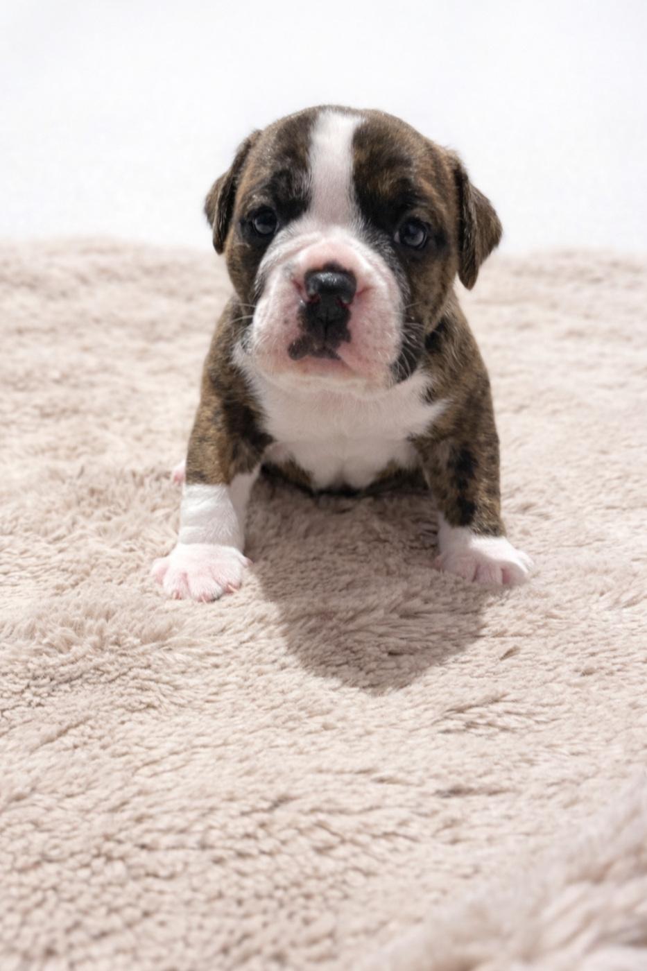 des Belles Gargouilles - Chiots disponibles - Bulldog continental