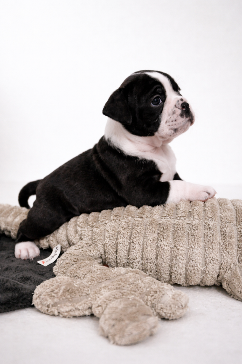 des Belles Gargouilles - Chiots disponibles - Bulldog continental