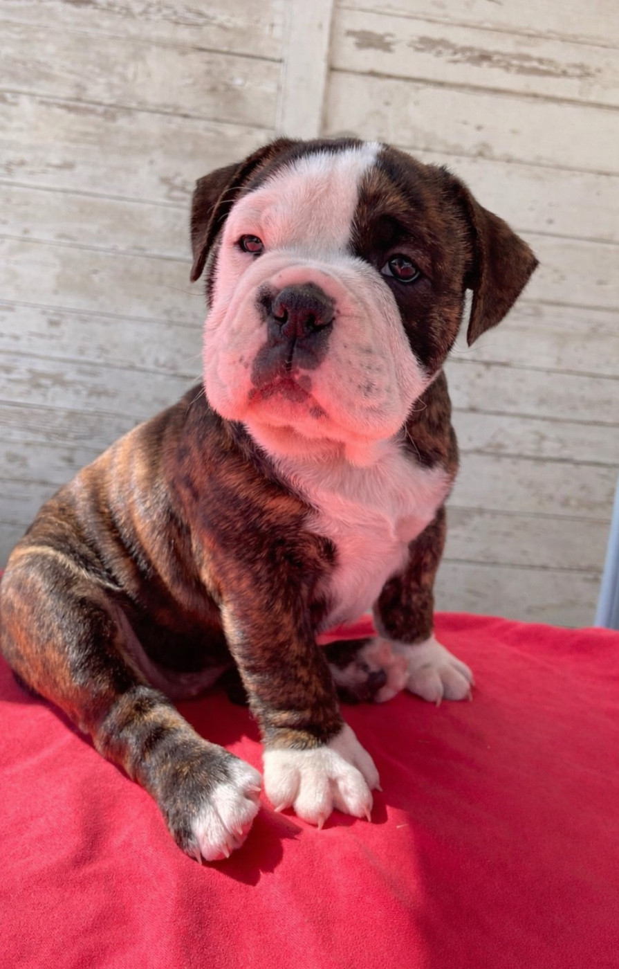 des Belles Gargouilles - Chiots disponibles - Bulldog continental