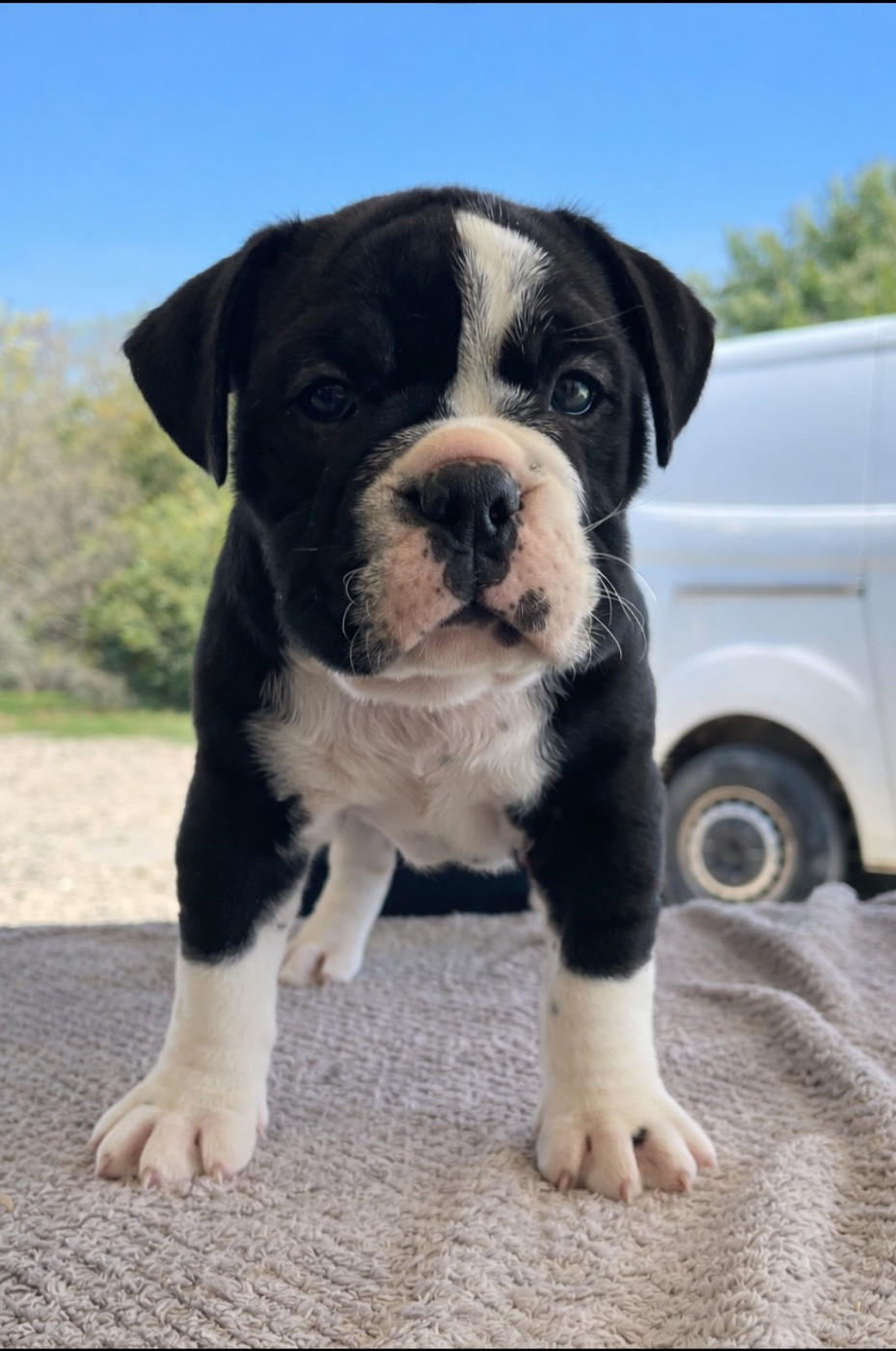 des Belles Gargouilles - Chiots disponibles - Bulldog continental