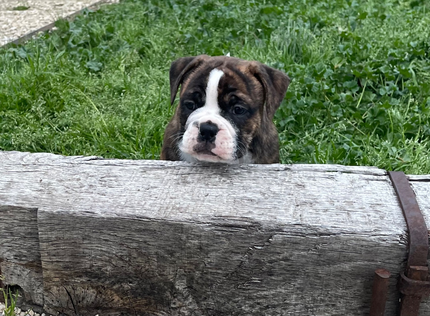 des Belles Gargouilles - Chiots disponibles - Bulldog continental