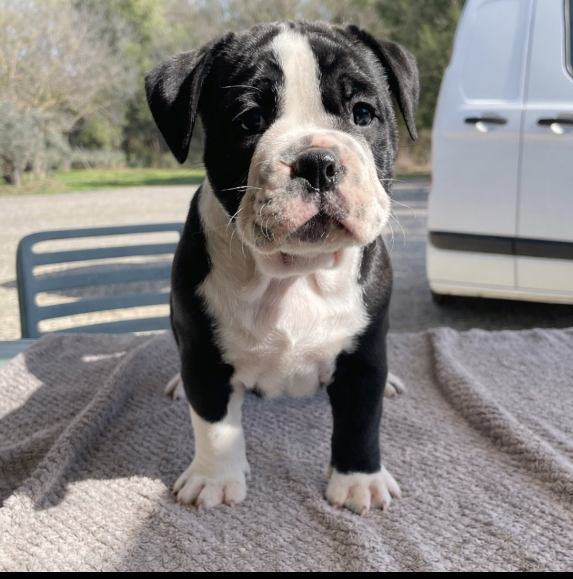 des Belles Gargouilles - Chiots disponibles - Bulldog continental