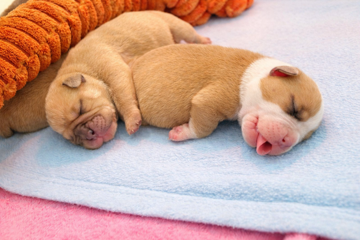 Chiot Bulldog continental des Belles Gargouilles