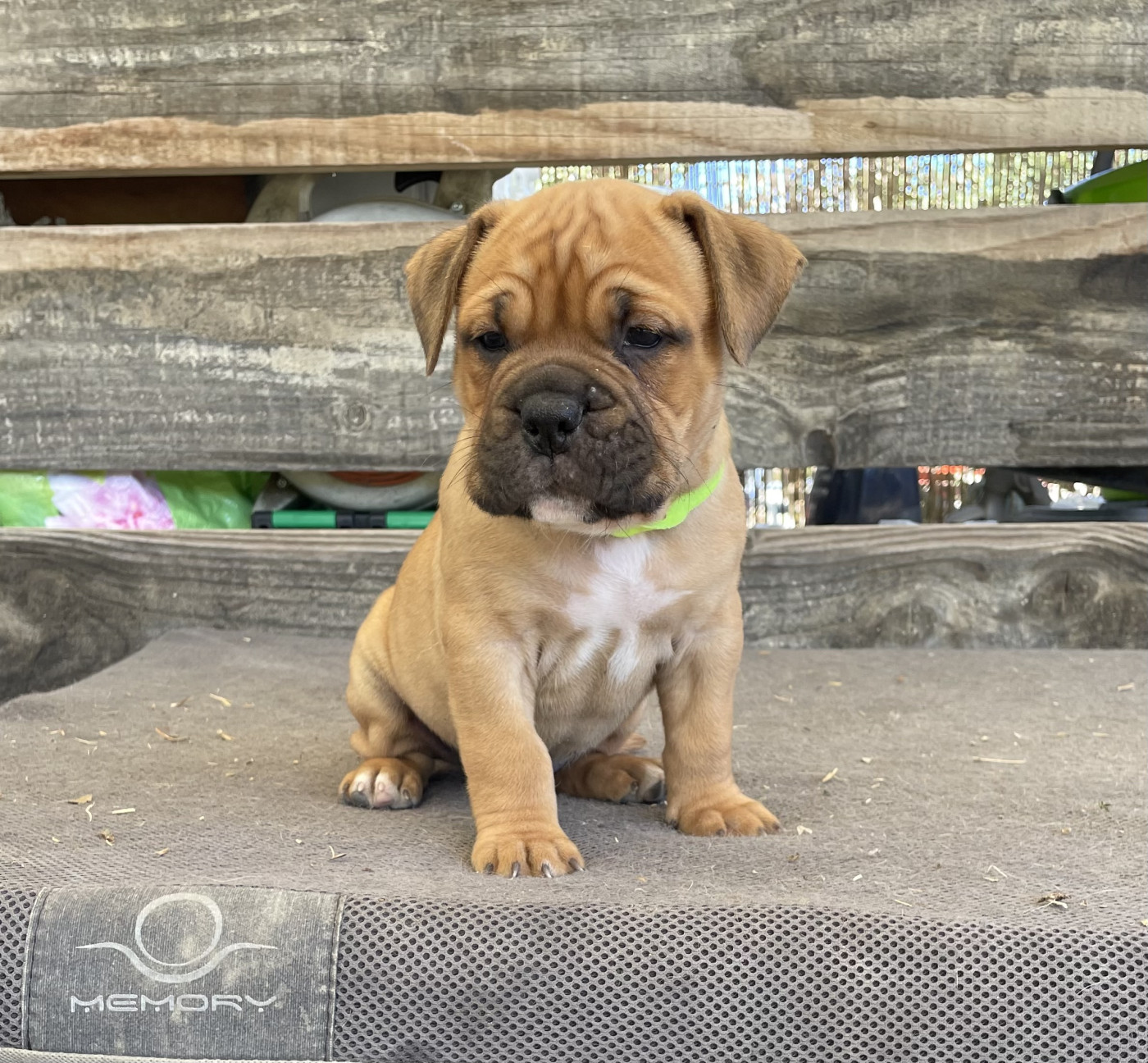 des Belles Gargouilles - Chiots disponibles - Bulldog continental
