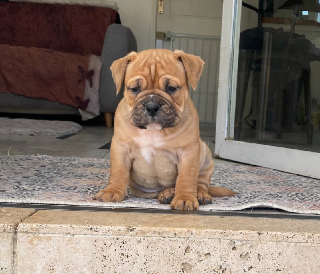 des Belles Gargouilles - Chiots disponibles - Bulldog continental