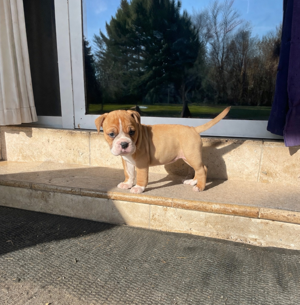des Belles Gargouilles - Chiots disponibles - Bulldog continental