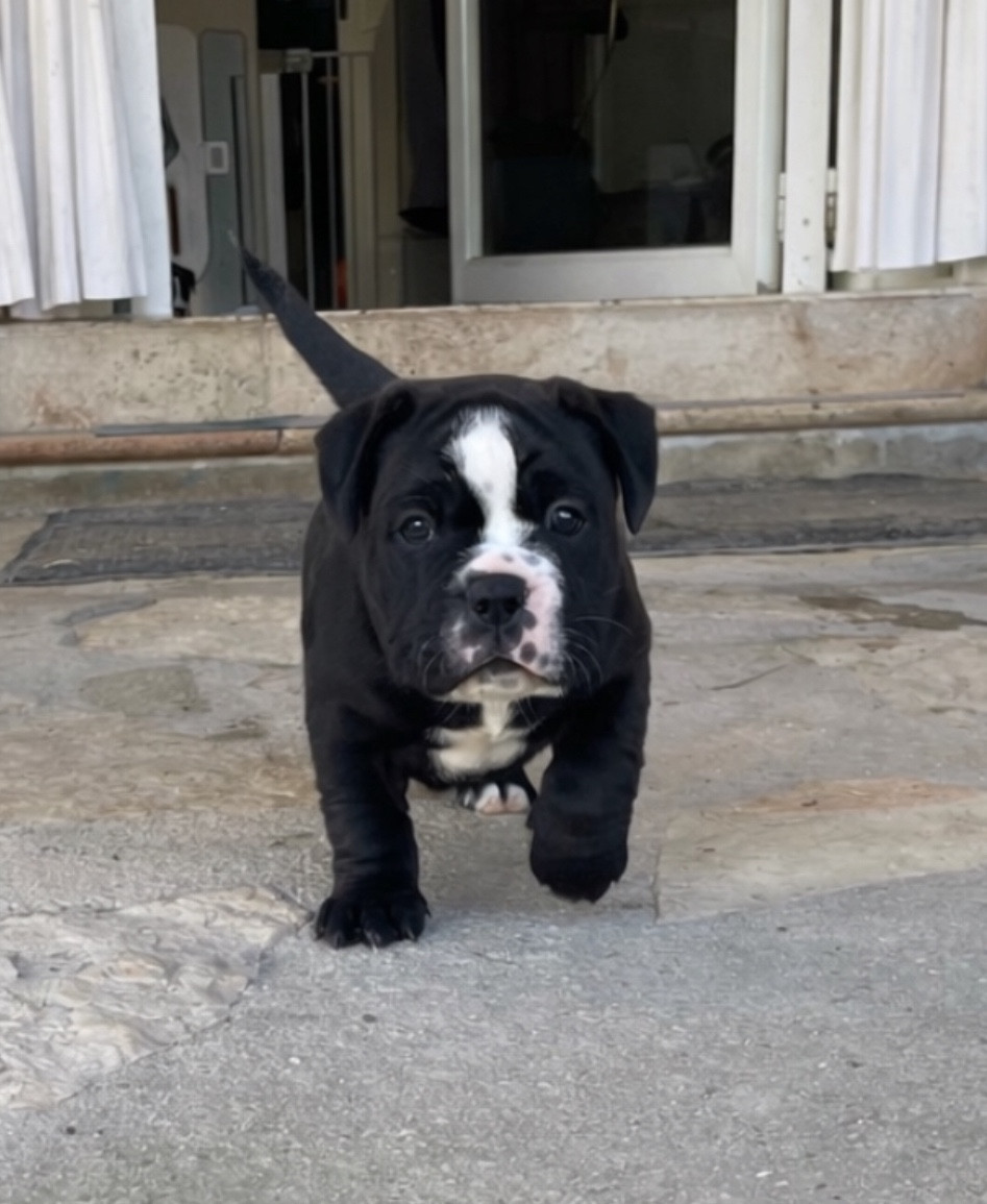 des Belles Gargouilles - Chiots disponibles - Bulldog continental
