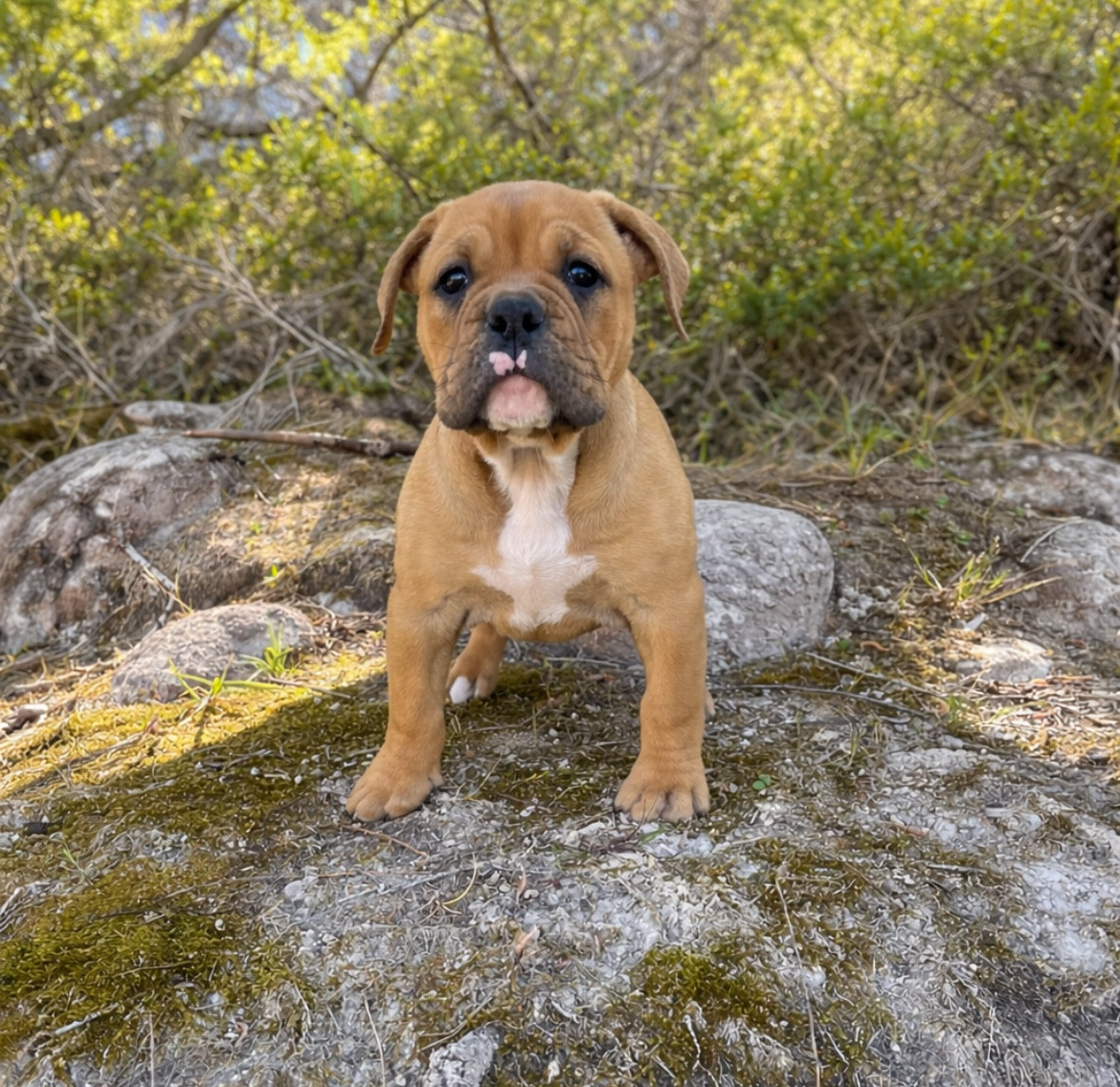 des Belles Gargouilles - Chiots disponibles - Bulldog continental