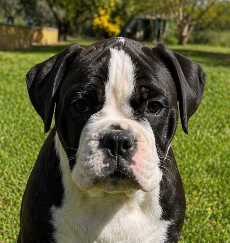 des Belles Gargouilles - Chiots disponibles - Bulldog continental