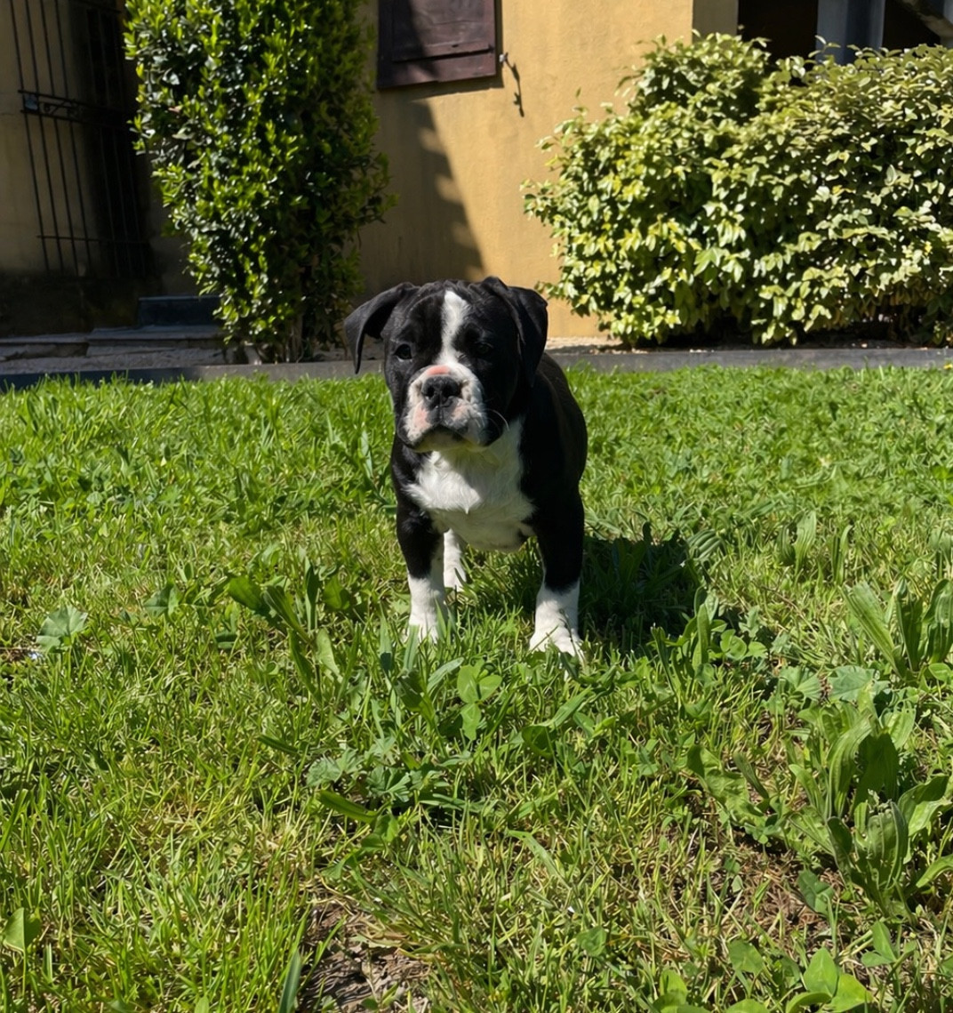 des Belles Gargouilles - Chiots disponibles - Bulldog continental