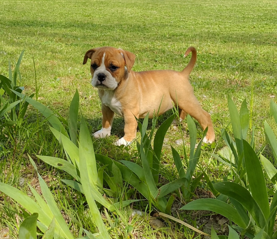 des Belles Gargouilles - Chiots disponibles - Bulldog continental