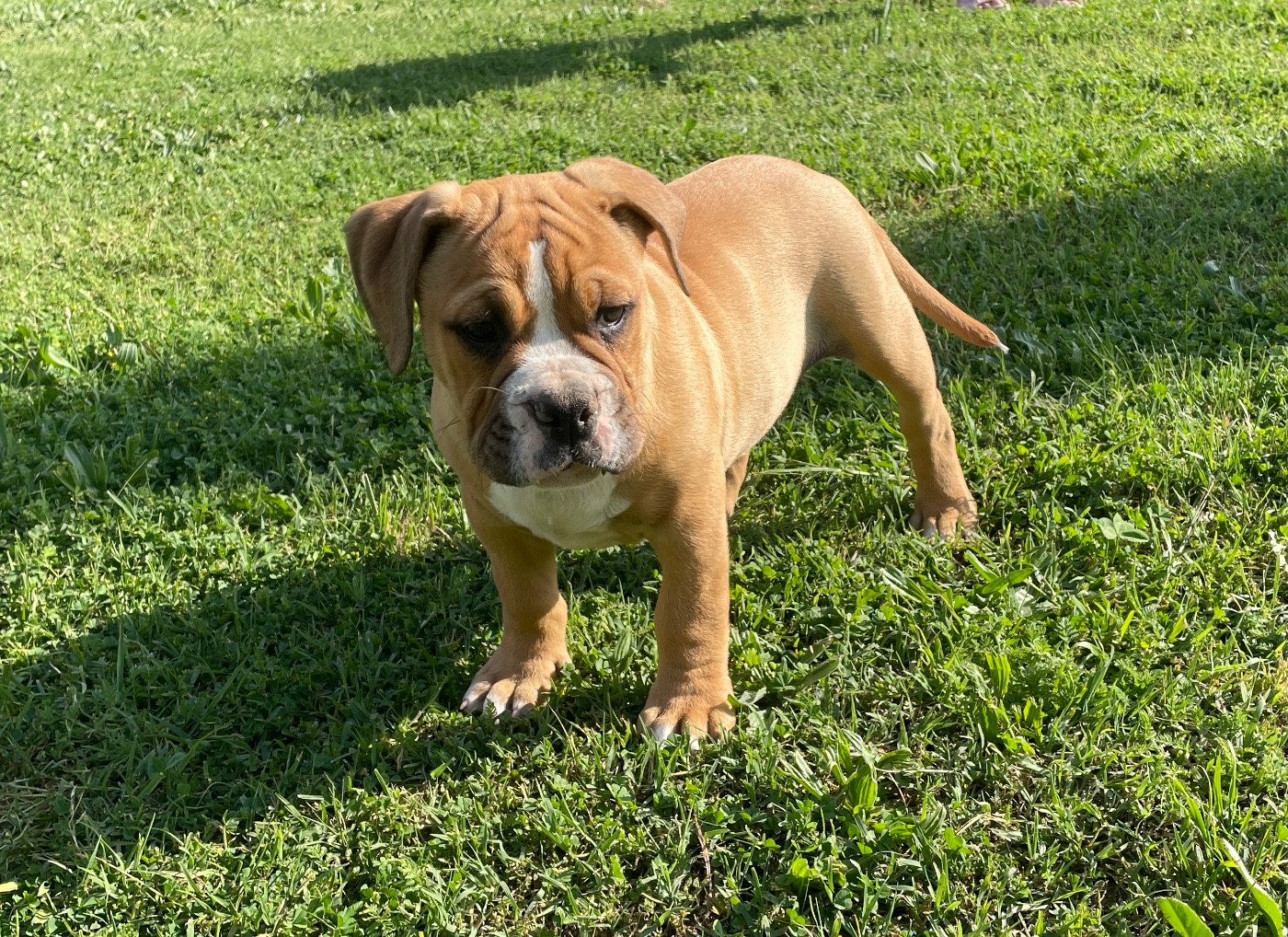 des Belles Gargouilles - Chiots disponibles - Bulldog continental