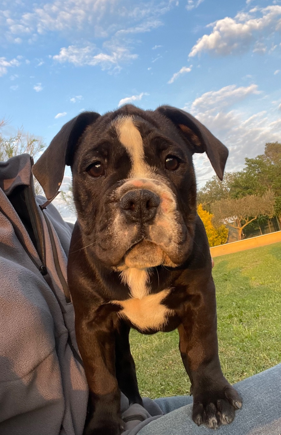 des Belles Gargouilles - Chiots disponibles - Bulldog continental