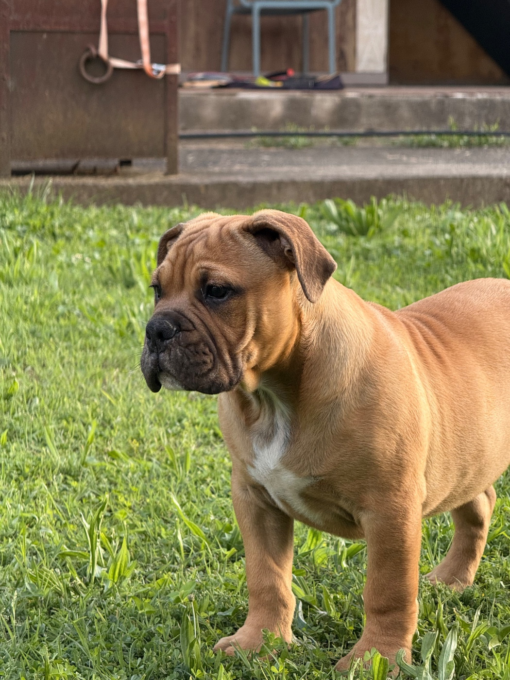 des Belles Gargouilles - Chiots disponibles - Bulldog continental
