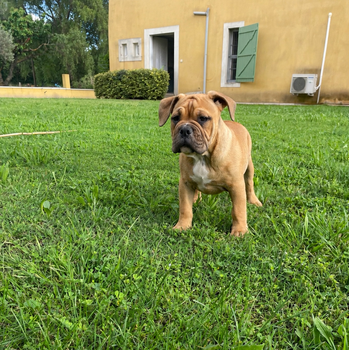 des Belles Gargouilles - Chiots disponibles - Bulldog continental