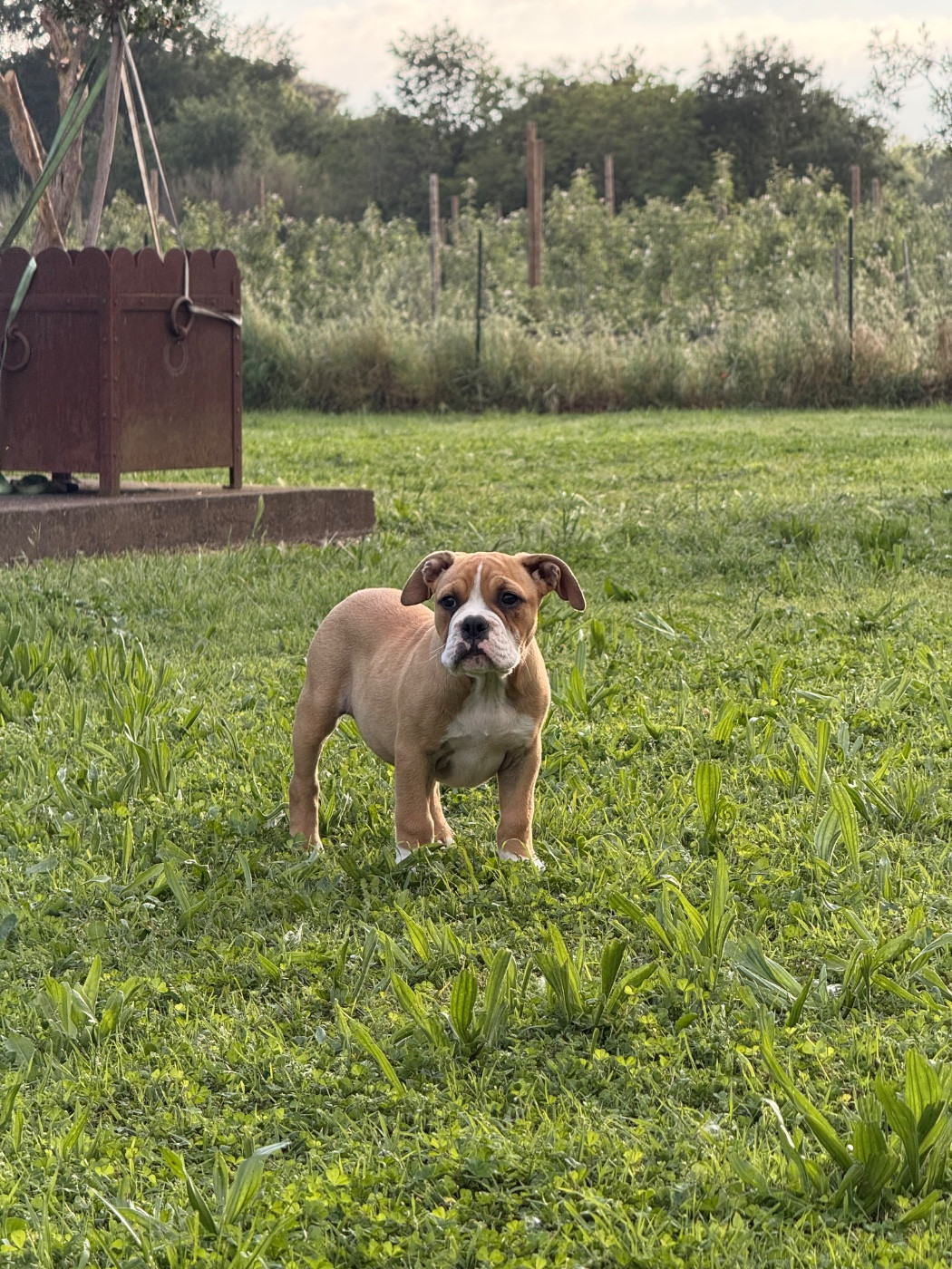 des Belles Gargouilles - Chiots disponibles - Bulldog continental