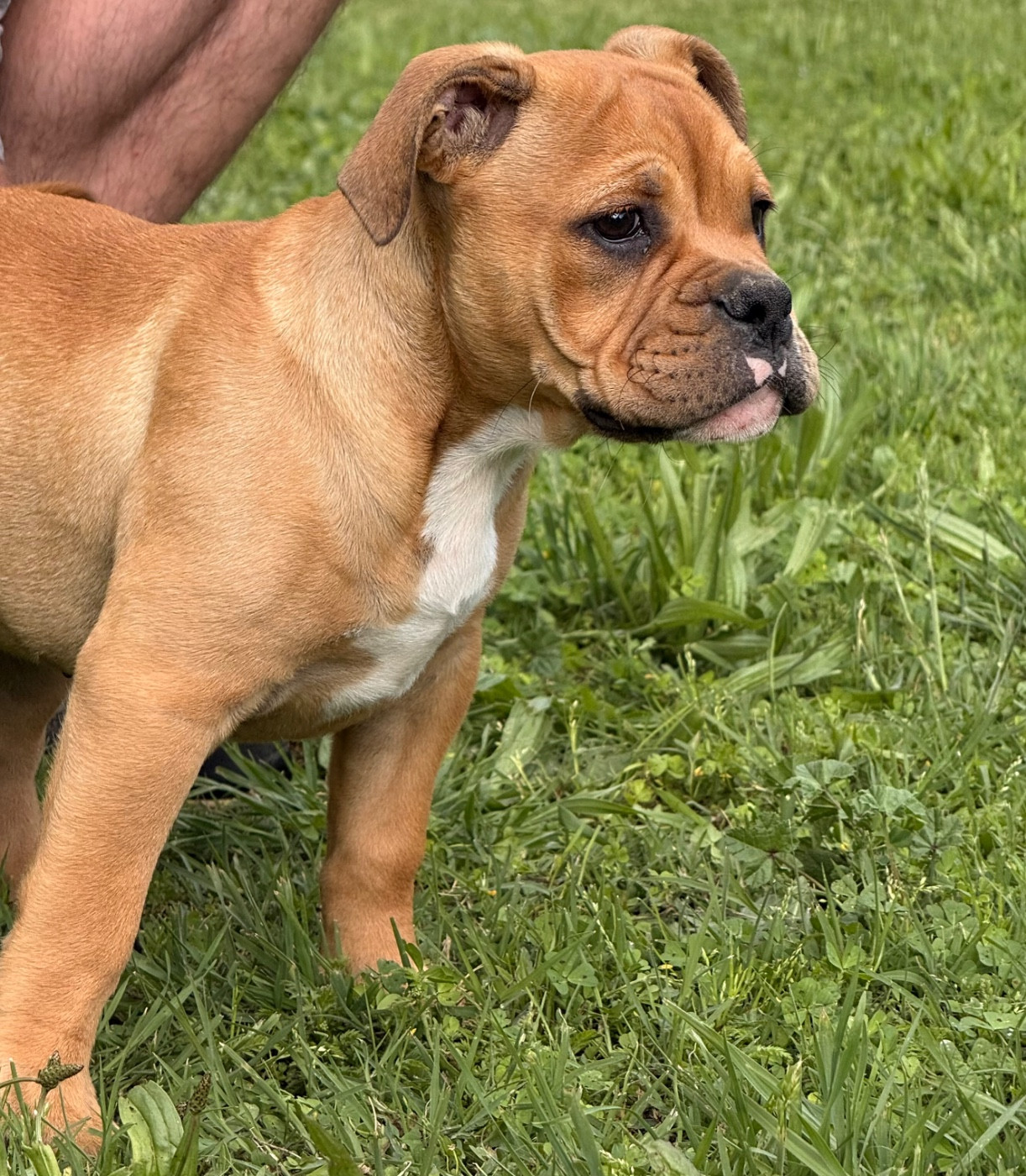 des Belles Gargouilles - Chiots disponibles - Bulldog continental
