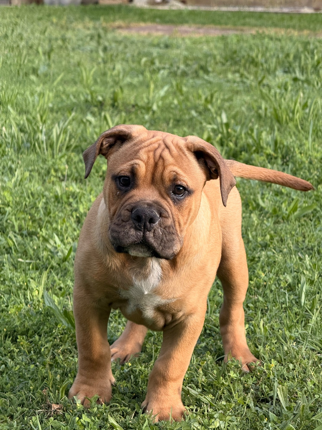 des Belles Gargouilles - Chiots disponibles - Bulldog continental