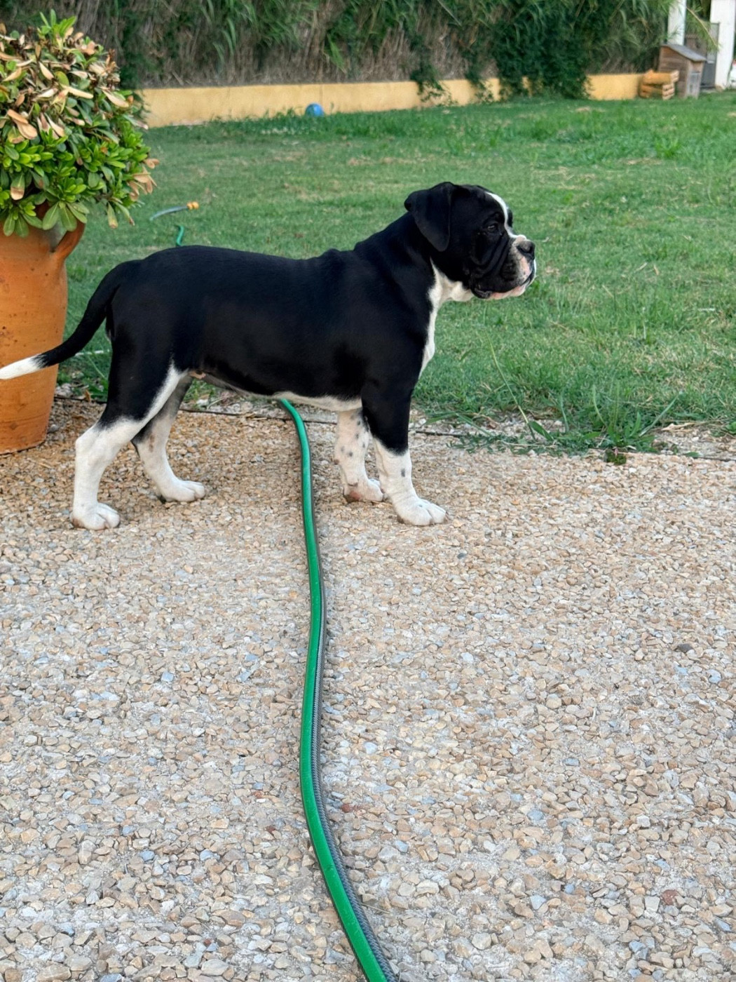 des Belles Gargouilles - Chiots disponibles - Bulldog continental