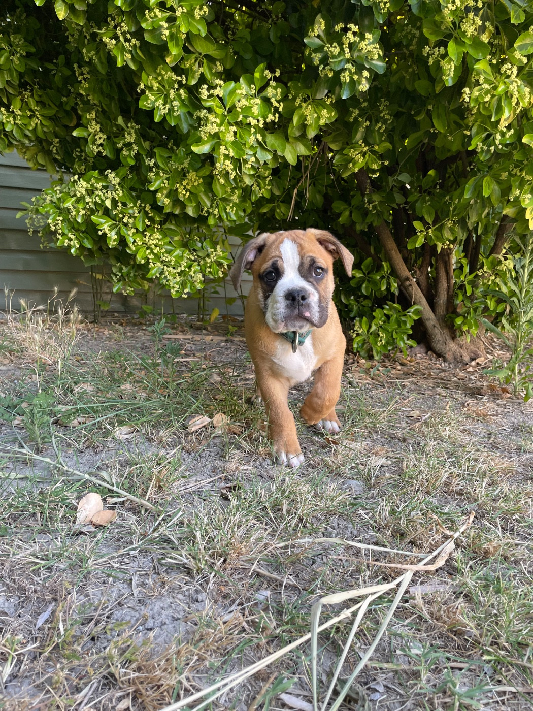 des Belles Gargouilles - Chiots disponibles - Bulldog continental