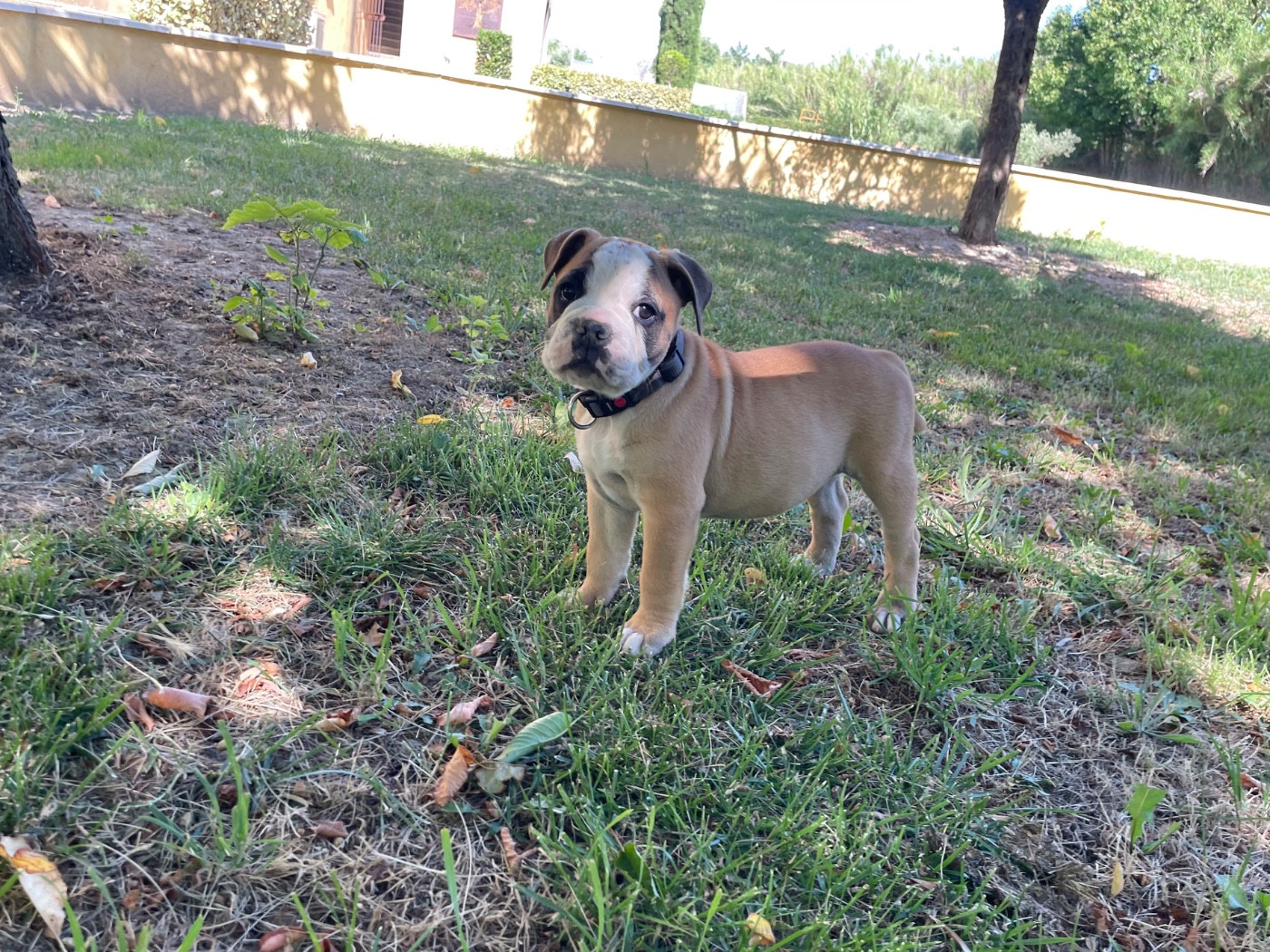 des Belles Gargouilles - Chiots disponibles - Bulldog continental