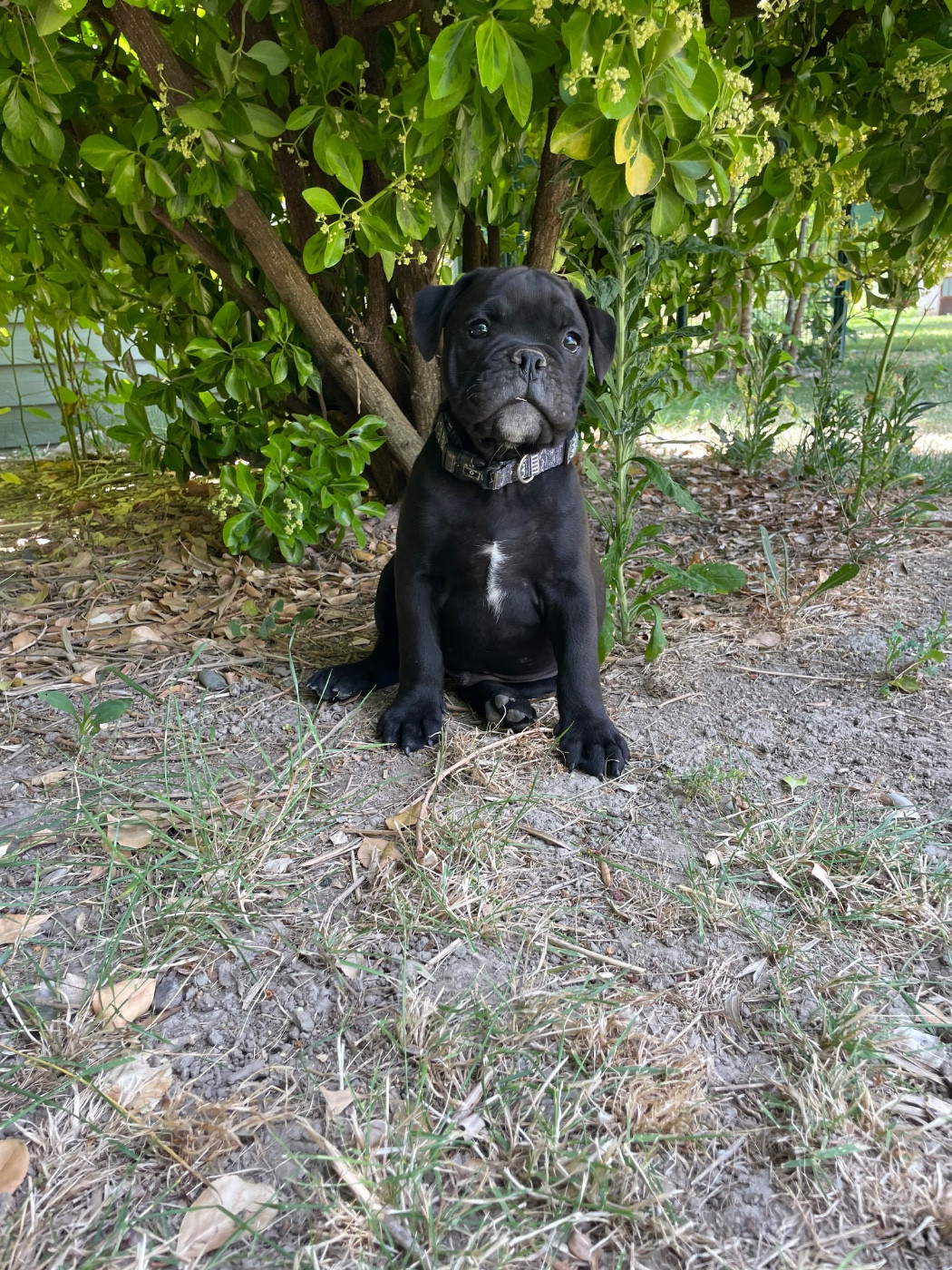 des Belles Gargouilles - Chiots disponibles - Bulldog continental