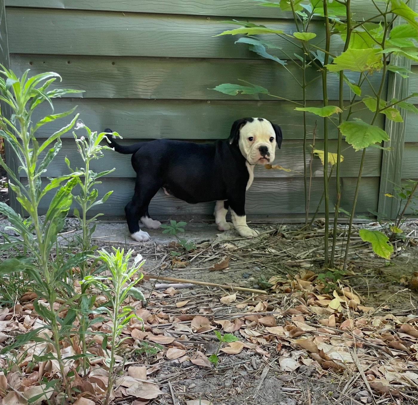des Belles Gargouilles - Chiots disponibles - Bulldog continental