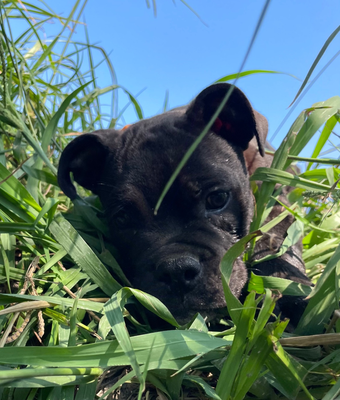 des Belles Gargouilles - Chiots disponibles - Bulldog continental