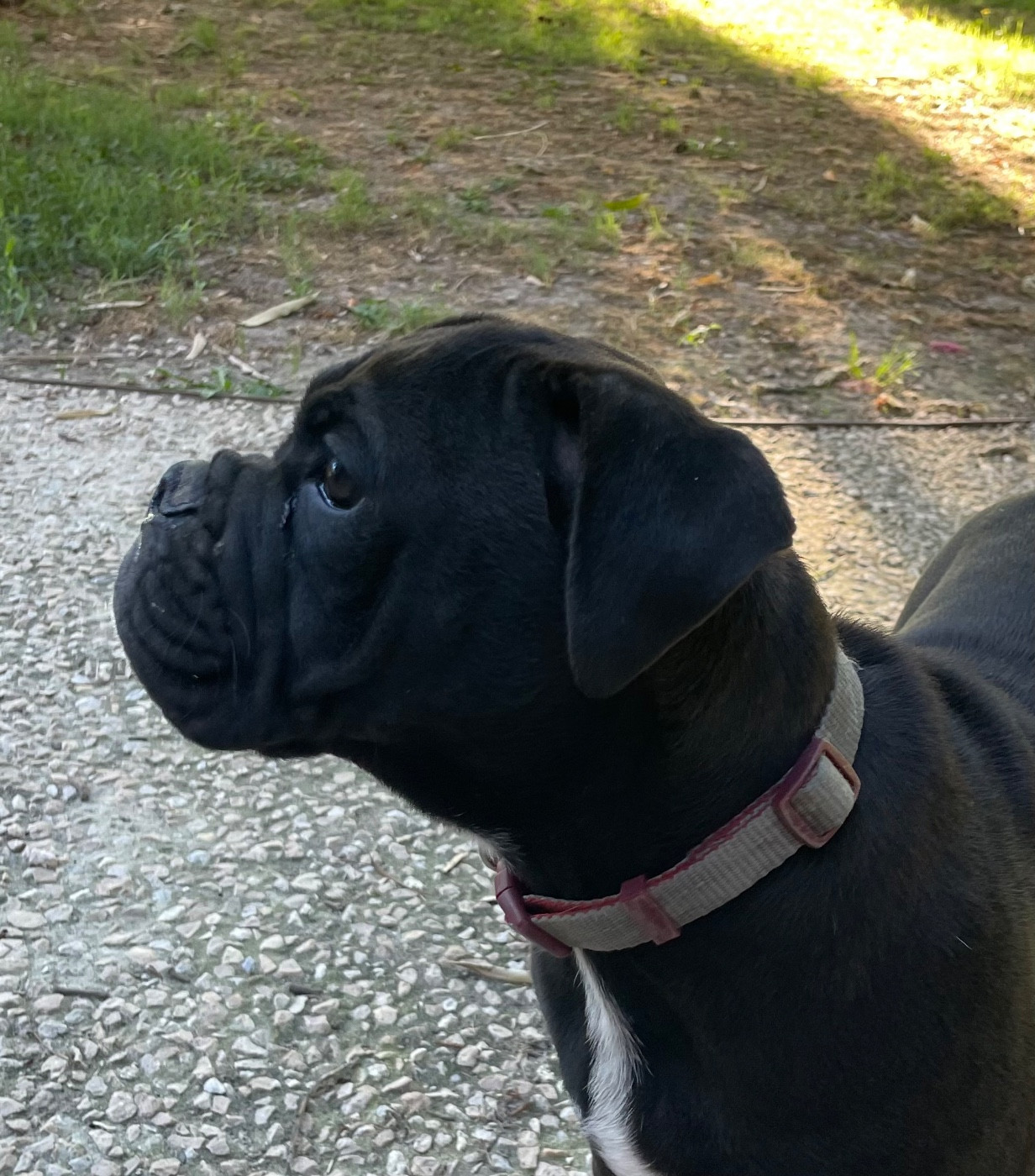 des Belles Gargouilles - Chiots disponibles - Bulldog continental