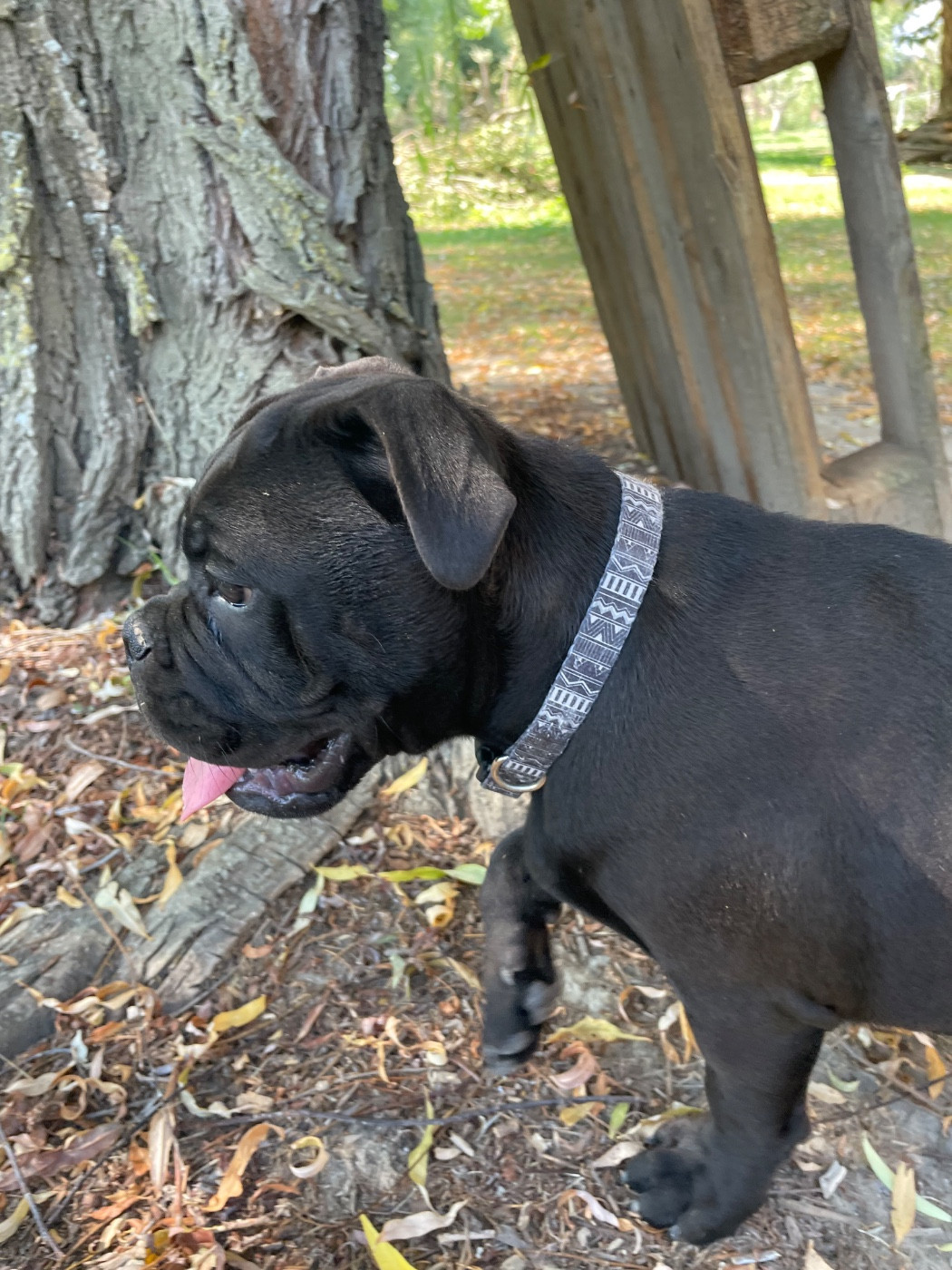 des Belles Gargouilles - Chiots disponibles - Bulldog continental