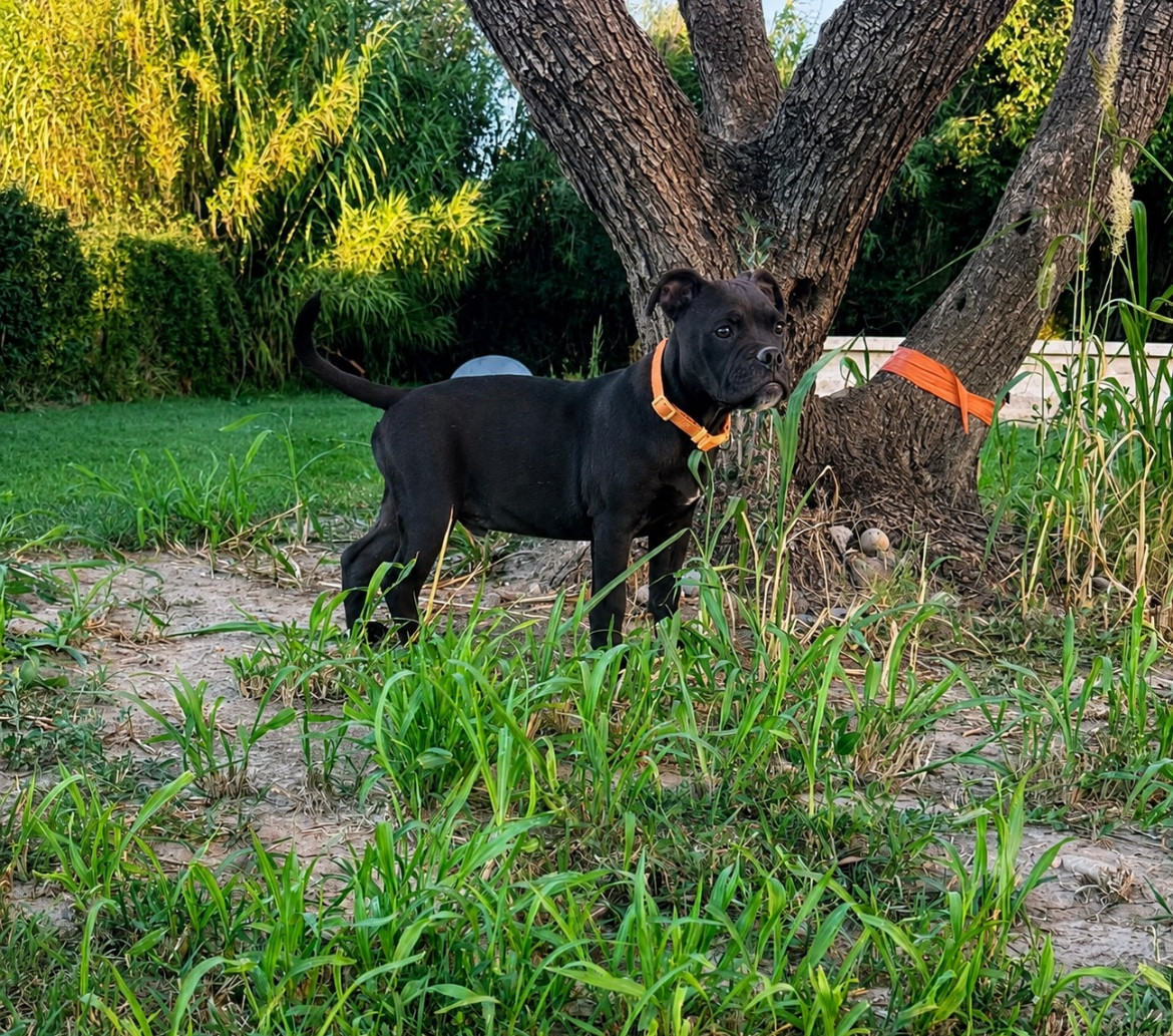 des Belles Gargouilles - Chiots disponibles - Bulldog continental