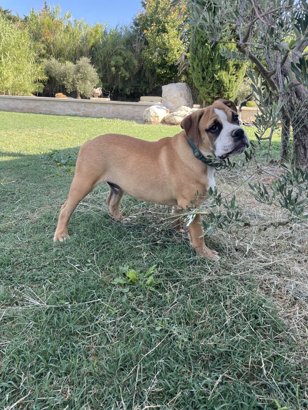 des Belles Gargouilles - Chiots disponibles - Bulldog continental