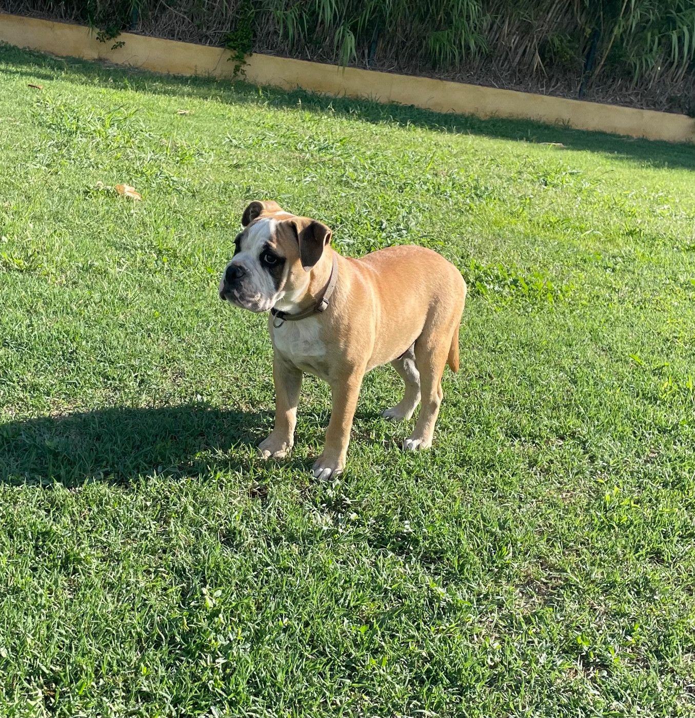 des Belles Gargouilles - Chiots disponibles - Bulldog continental