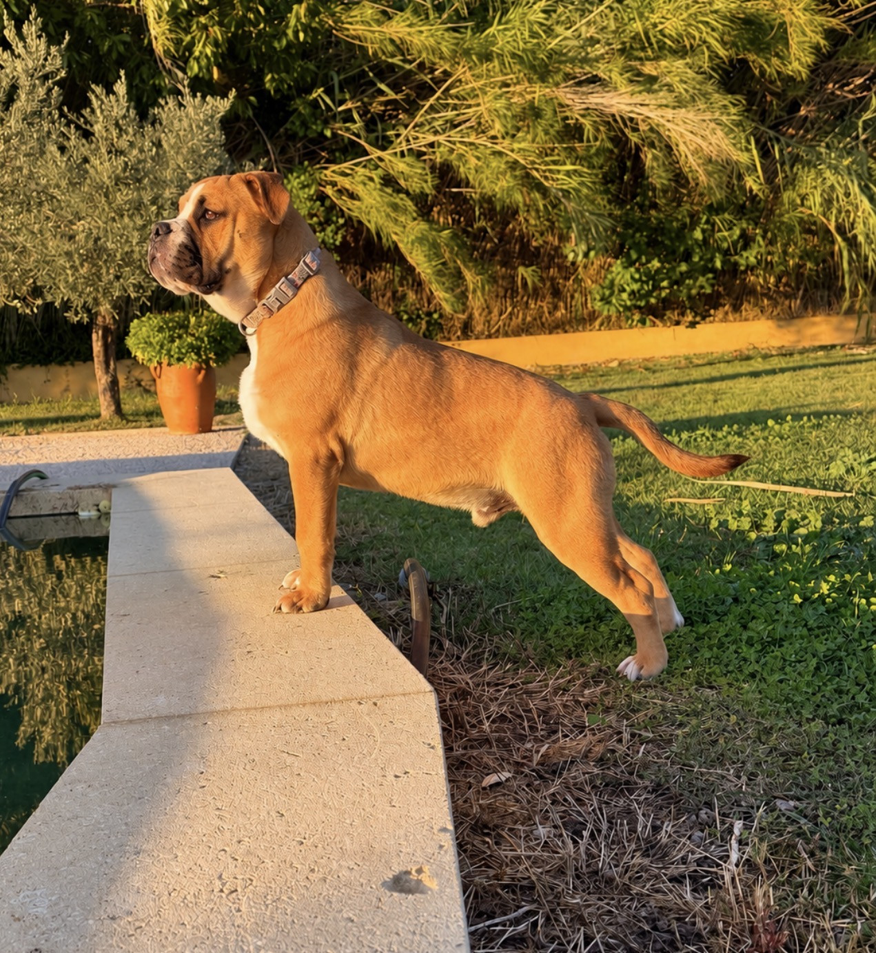 des Belles Gargouilles - Chiots disponibles - Bulldog continental