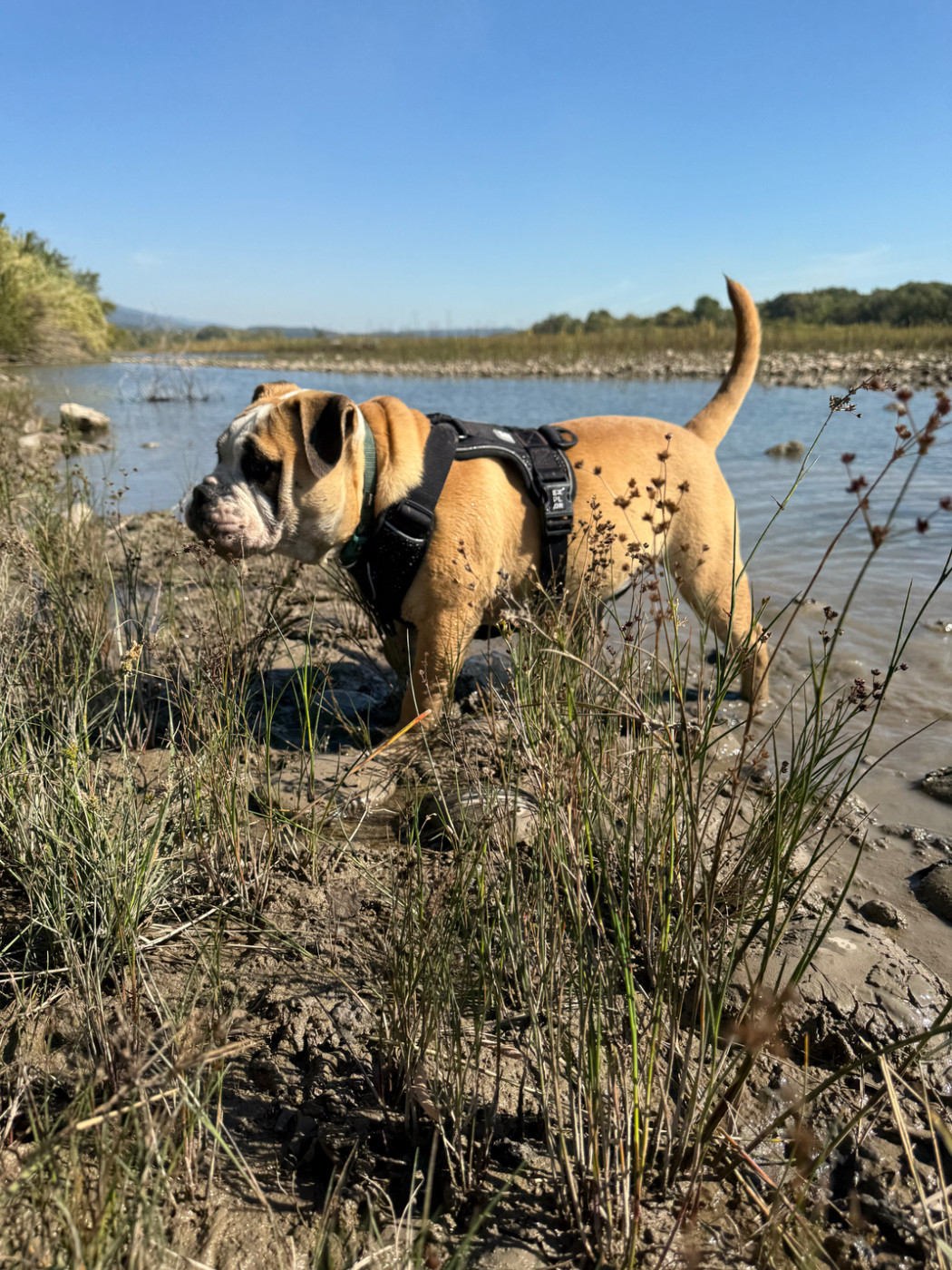 des Belles Gargouilles - Chiots disponibles - Bulldog continental