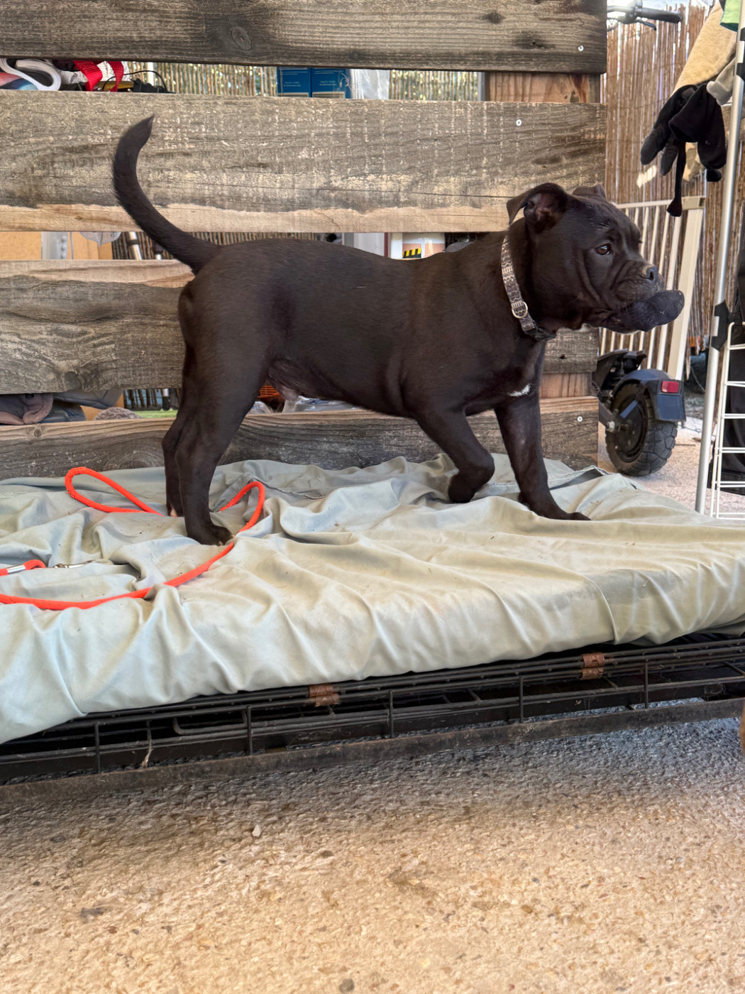 des Belles Gargouilles - Chiots disponibles - Bulldog continental
