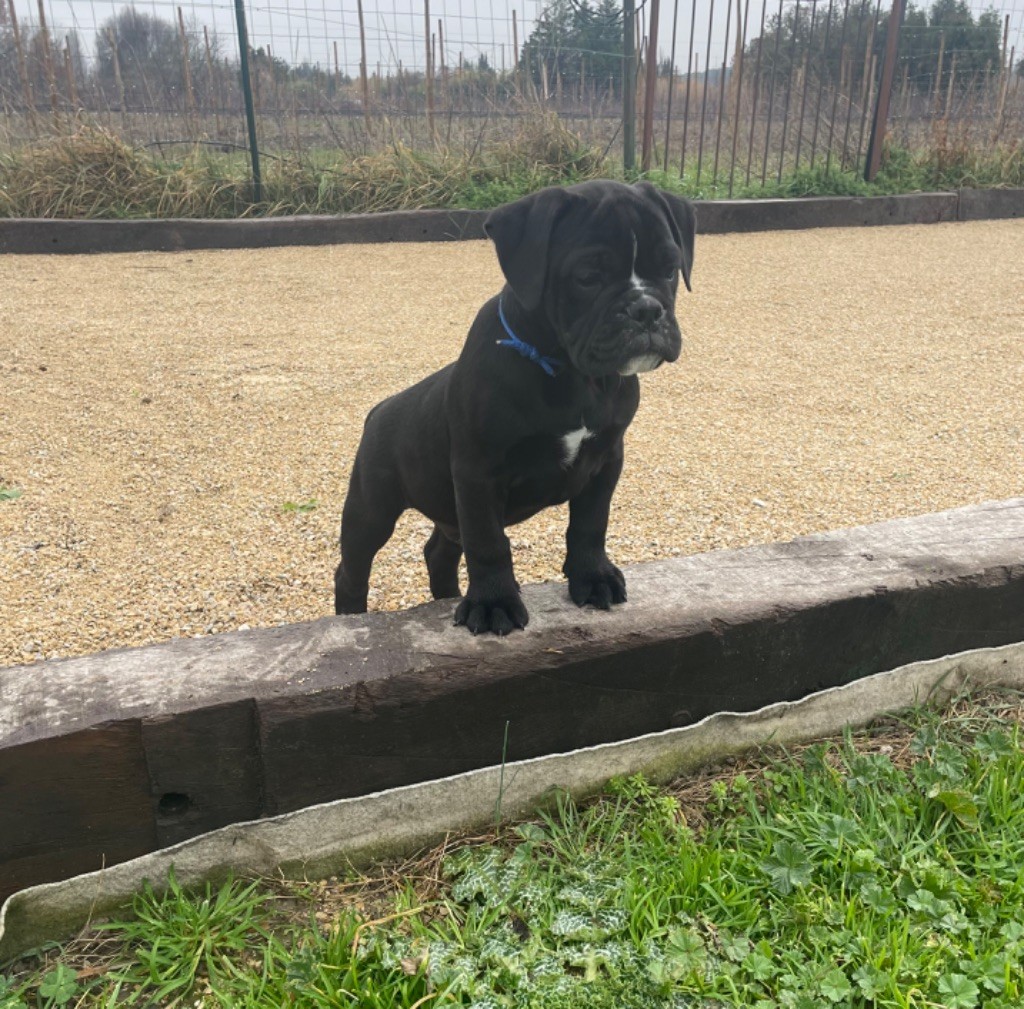 des Belles Gargouilles - Chiots disponibles - Bulldog continental